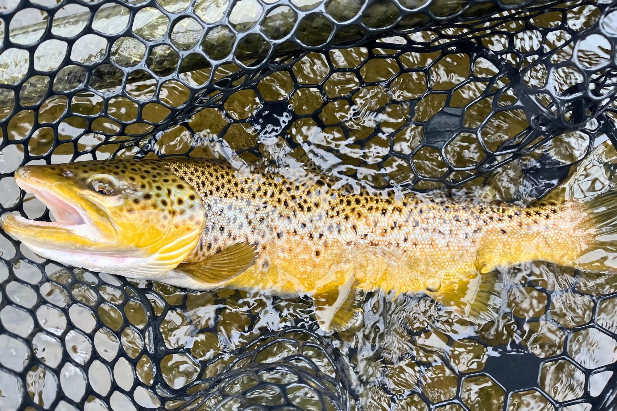 Madison River Report September 28, 2023 – Big Sky Anglers