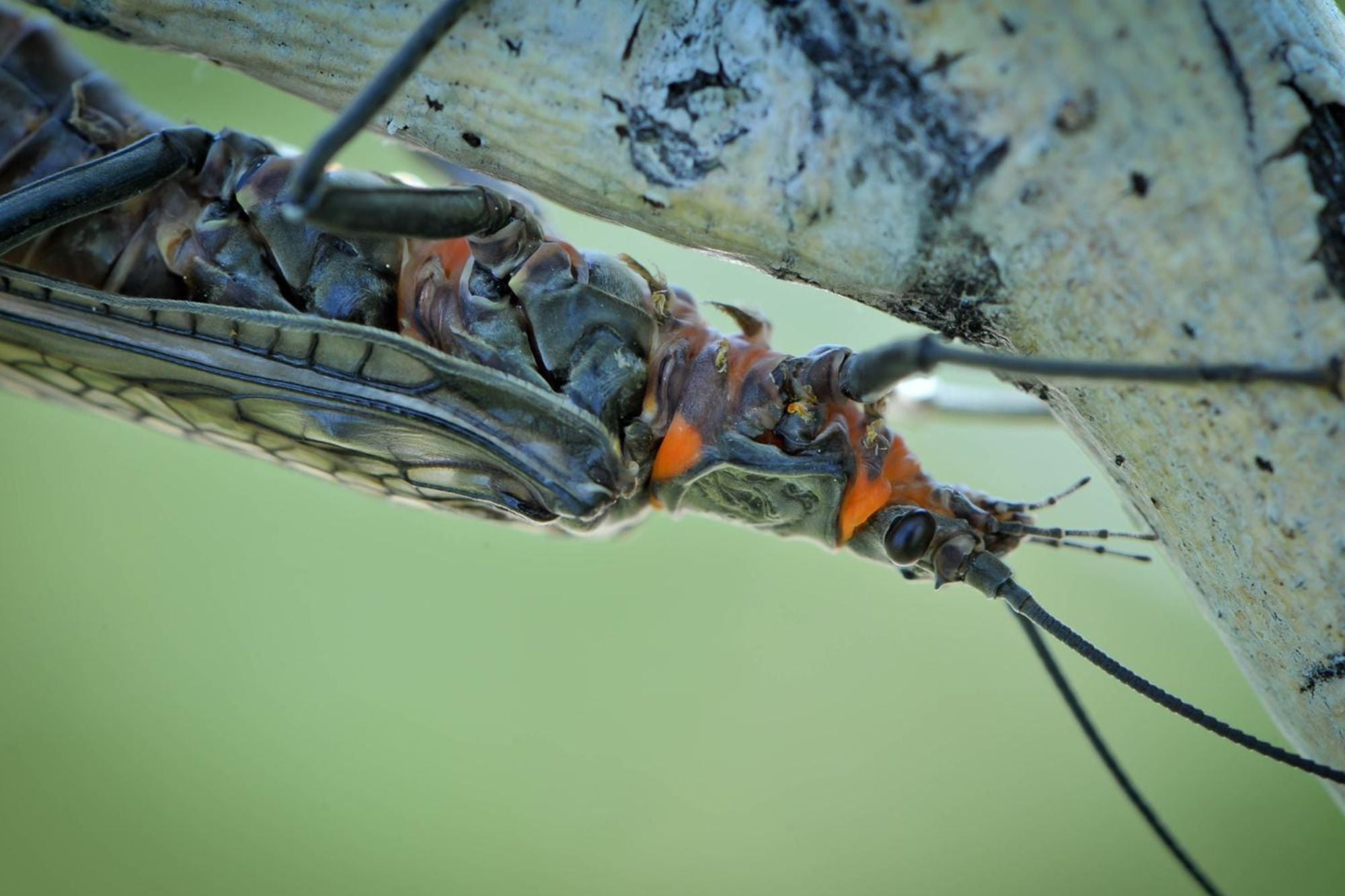 Hatch Profile - Salmonflies