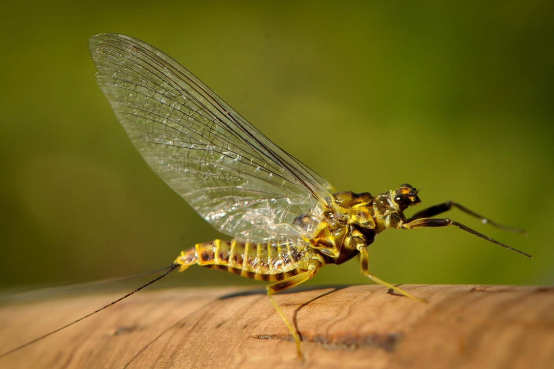 Hatch Profile - Green Drakes – Big Sky Anglers