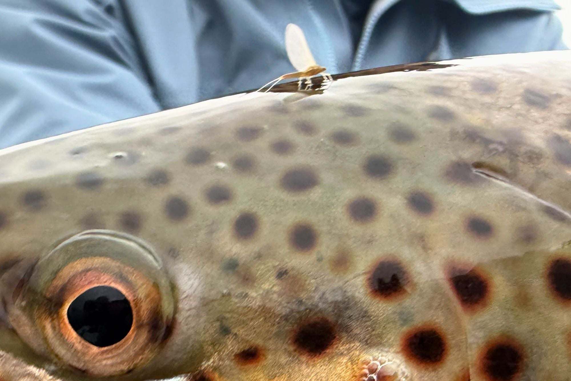 Henry's Fork Fishing Report - October 15, 2026