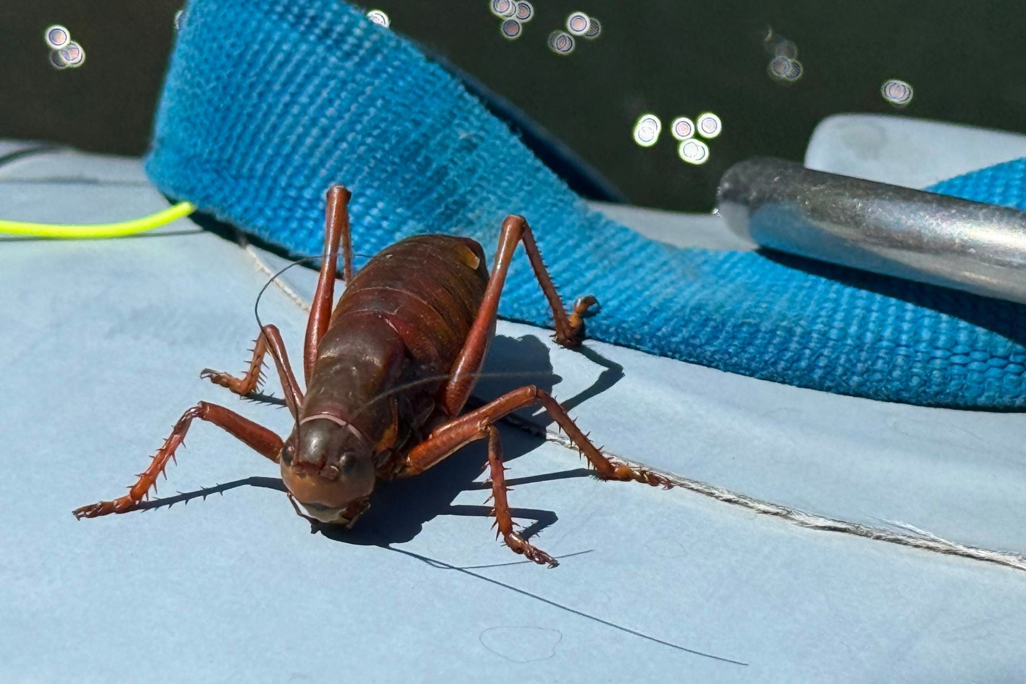 Henry's Fork Fishing Report - July 9, 2026