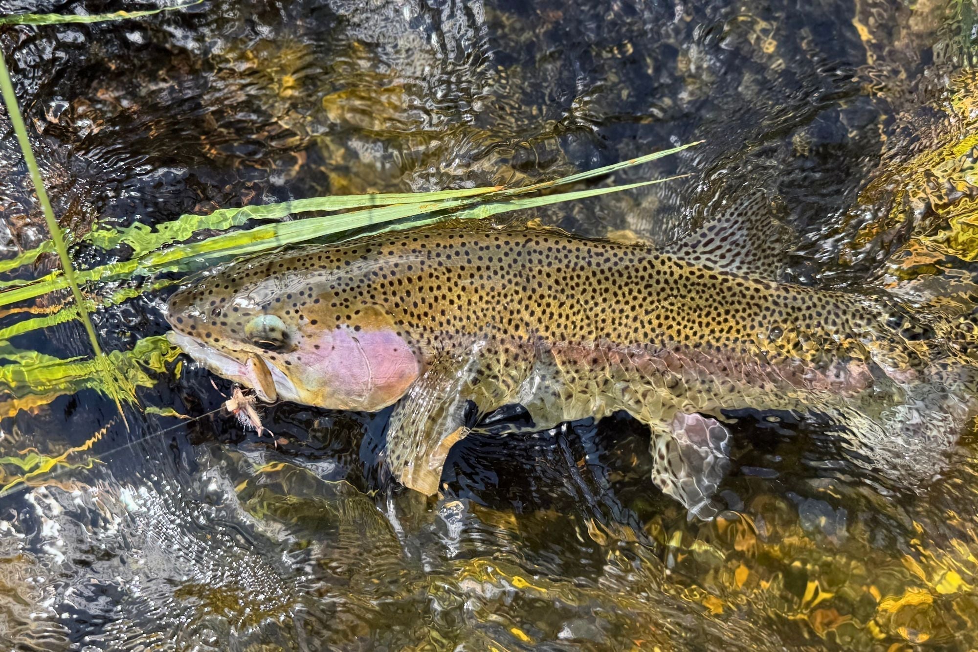 Madison River Fishing Report - August 6, 2026