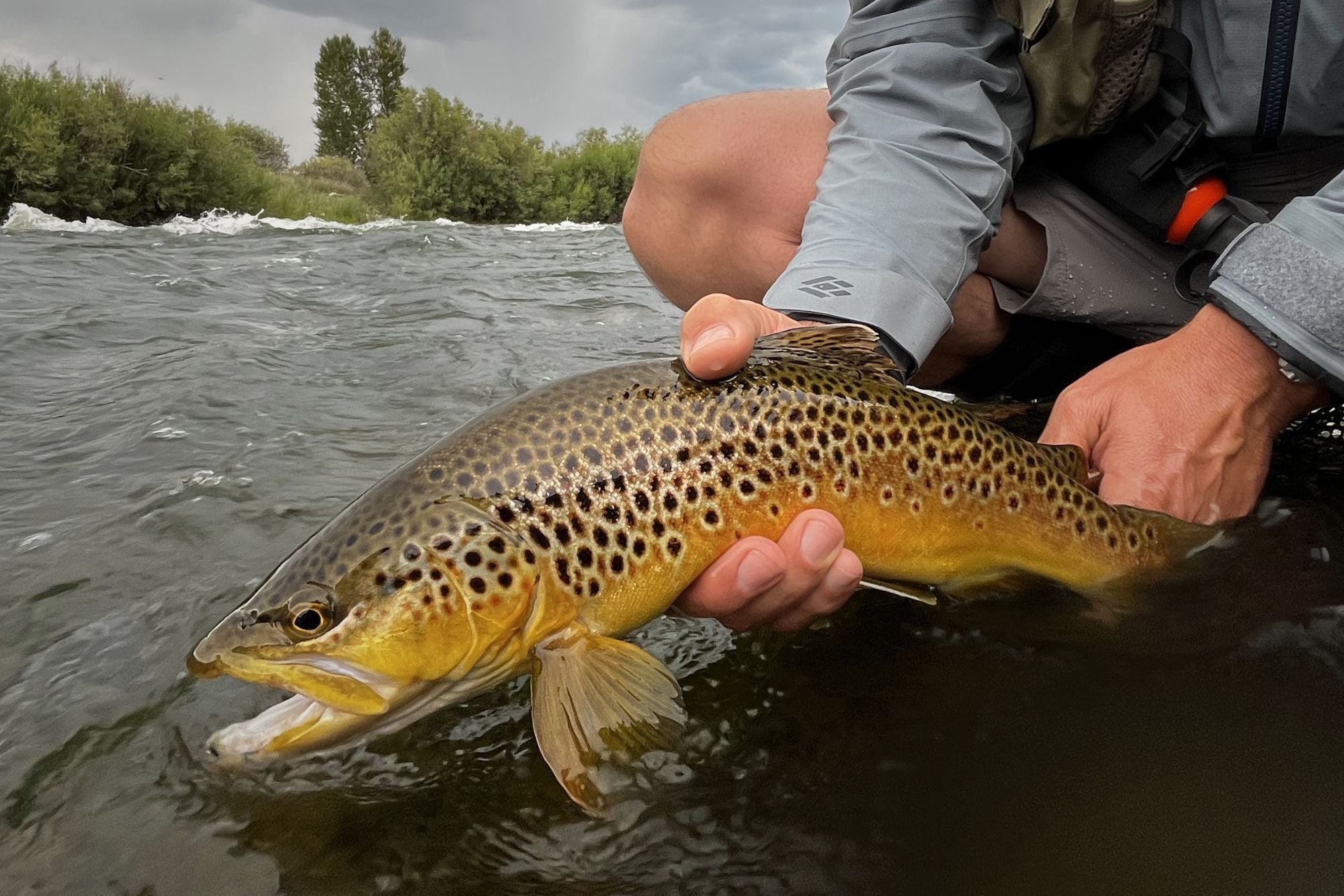Madison River Fishing Report - July 23, 2026