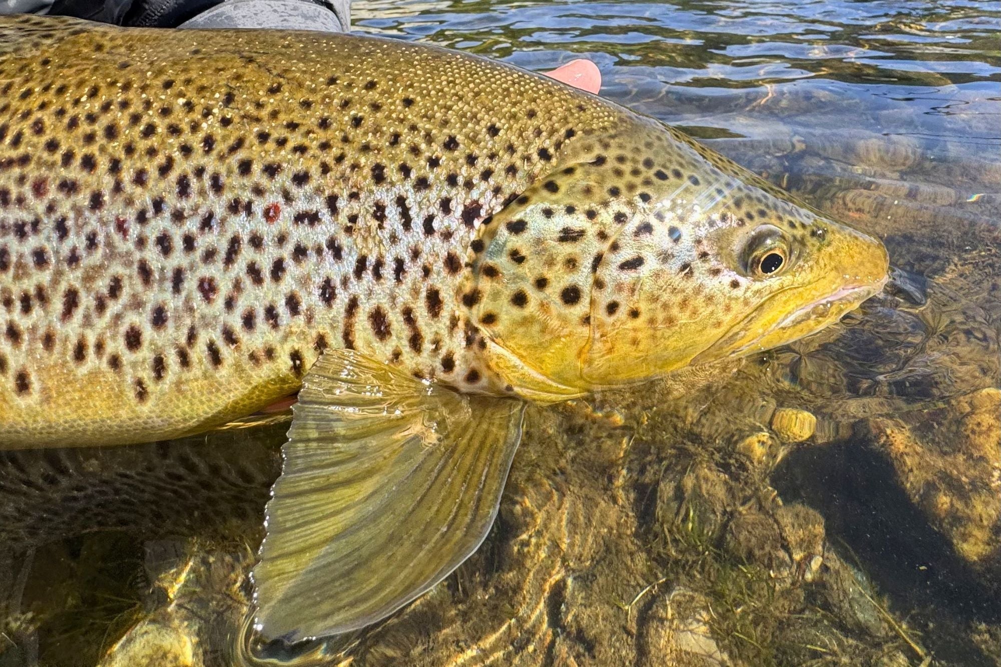 Madison River Fishing Report - July 9, 2026