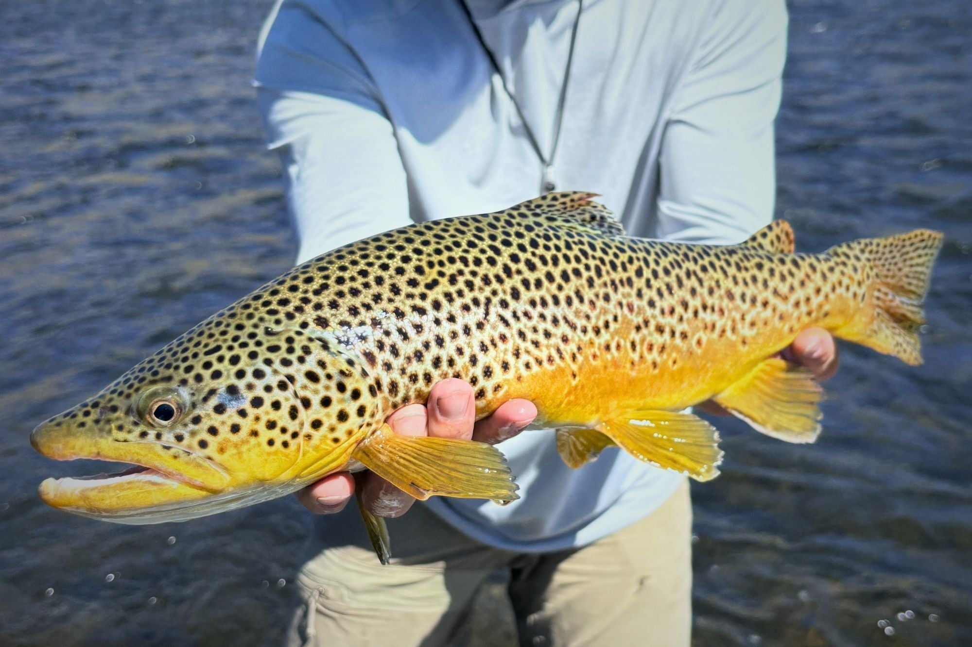 Madison river Fishing Report - June 11, 2026