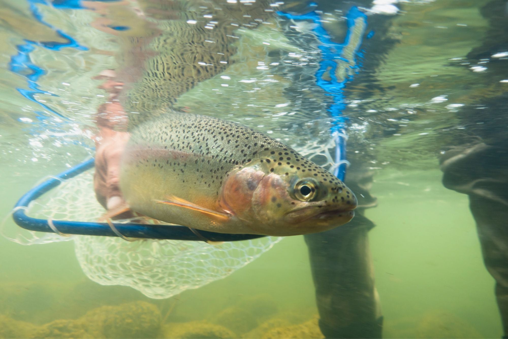 YNP Report - August 8, 2024