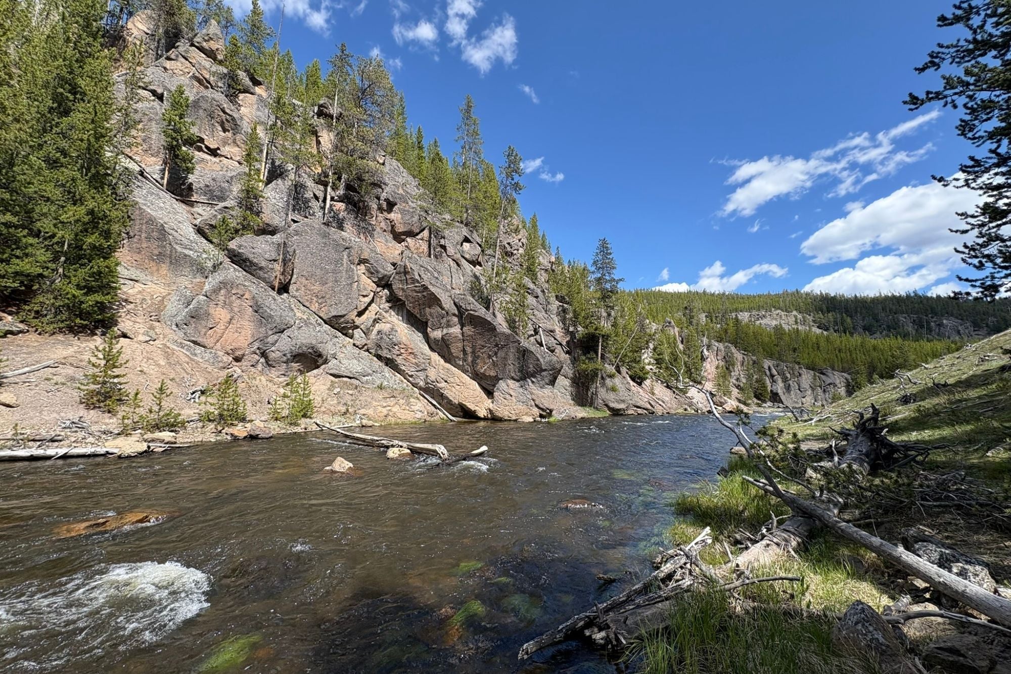 YNP Report - June 12, 2025