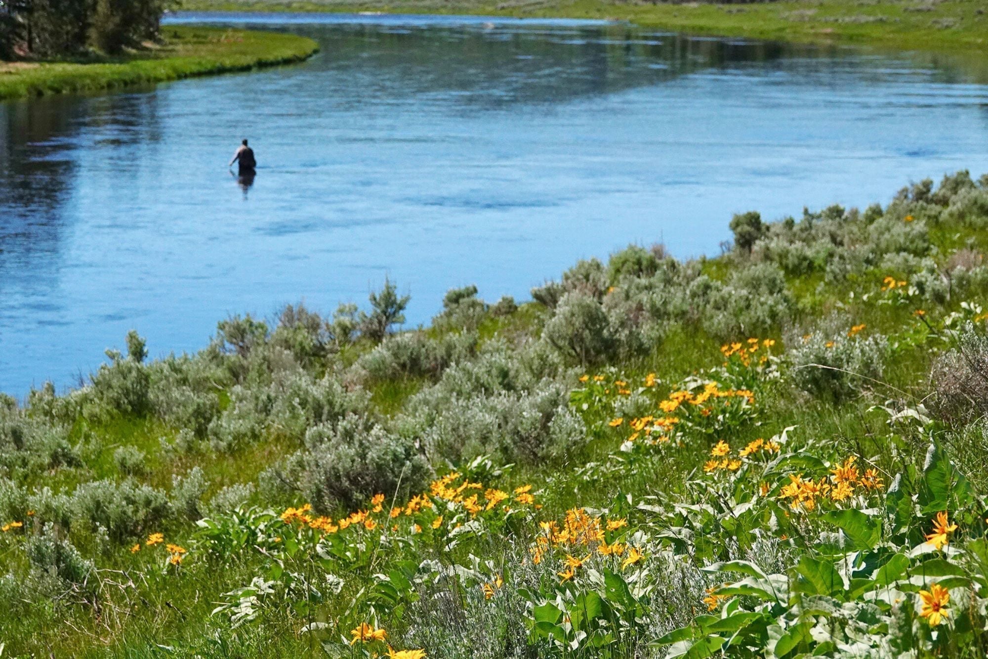 YNP Report - June 19, 2025
