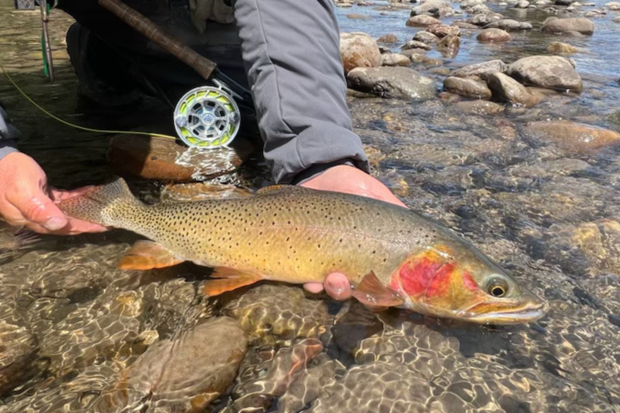 YNP Report - June 26, 2027