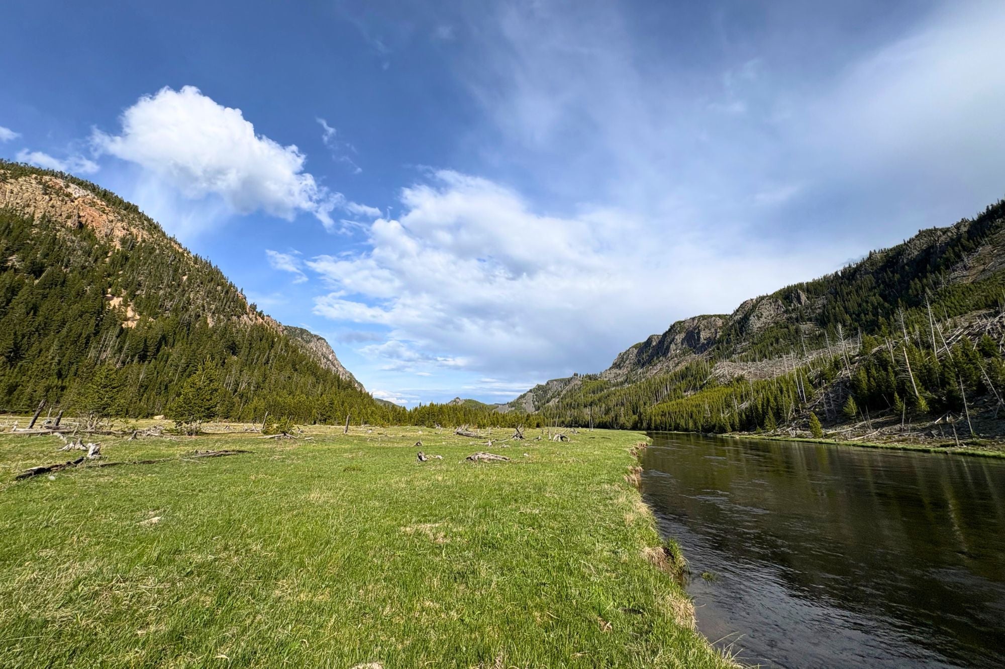 YNP Report - June 5, 2025