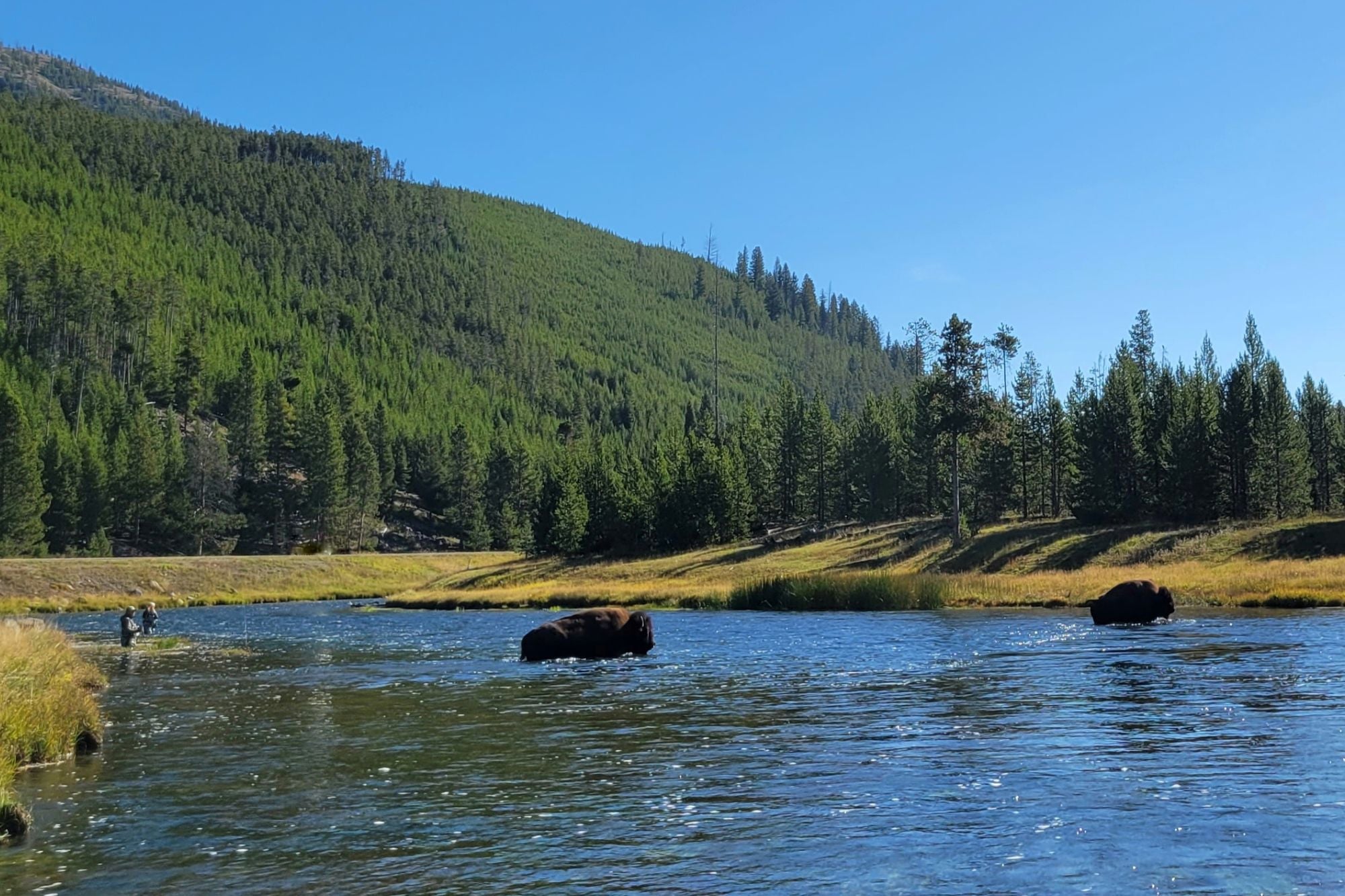 YNP Report - September 19, 2024