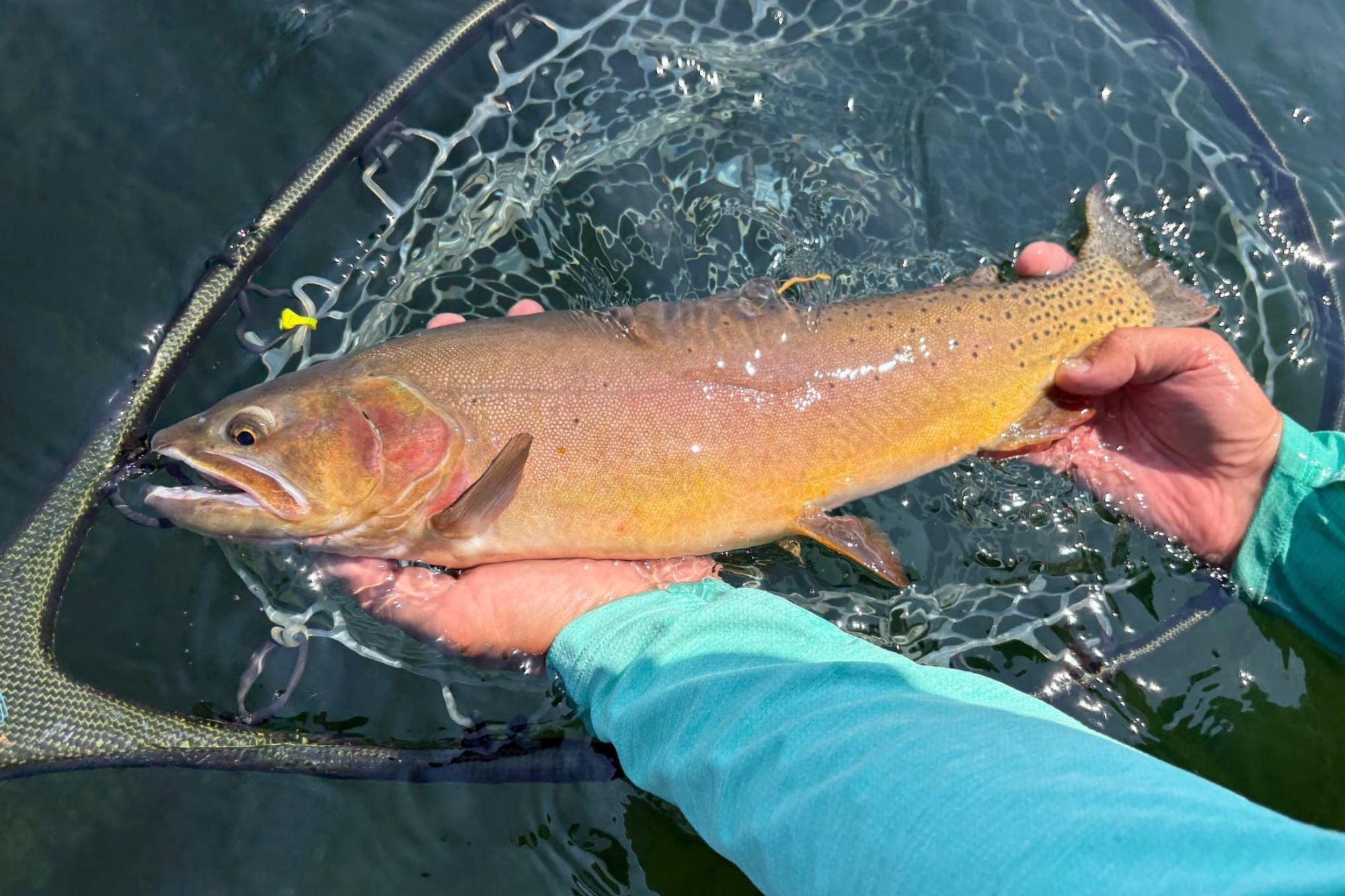 Yellowstone National Park Fishing Report - August 6, 2026