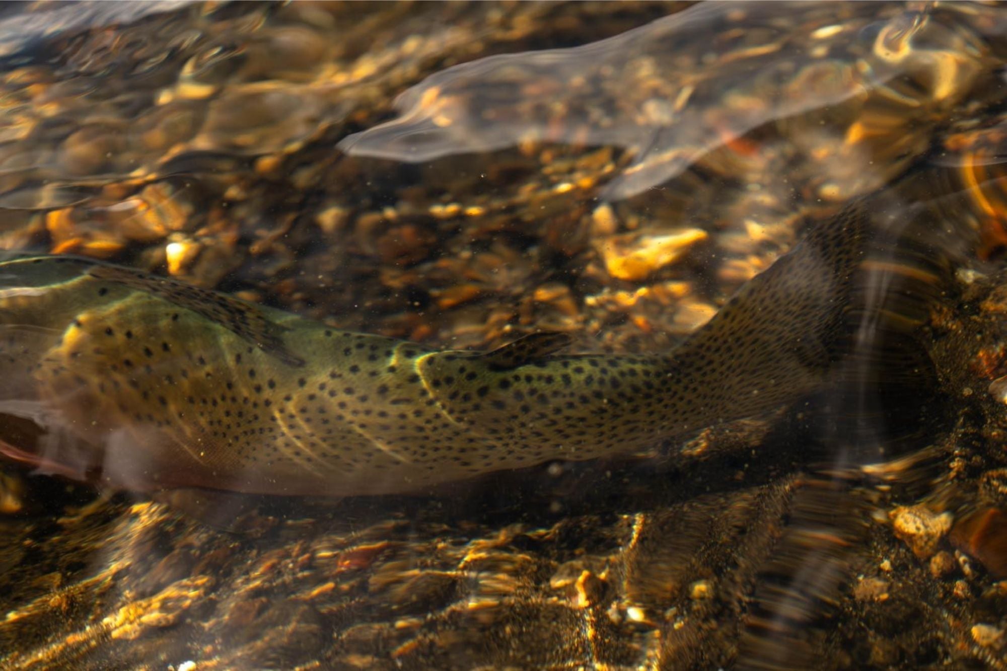 Yellowstone National Park Fishing Report - July 2, 2026