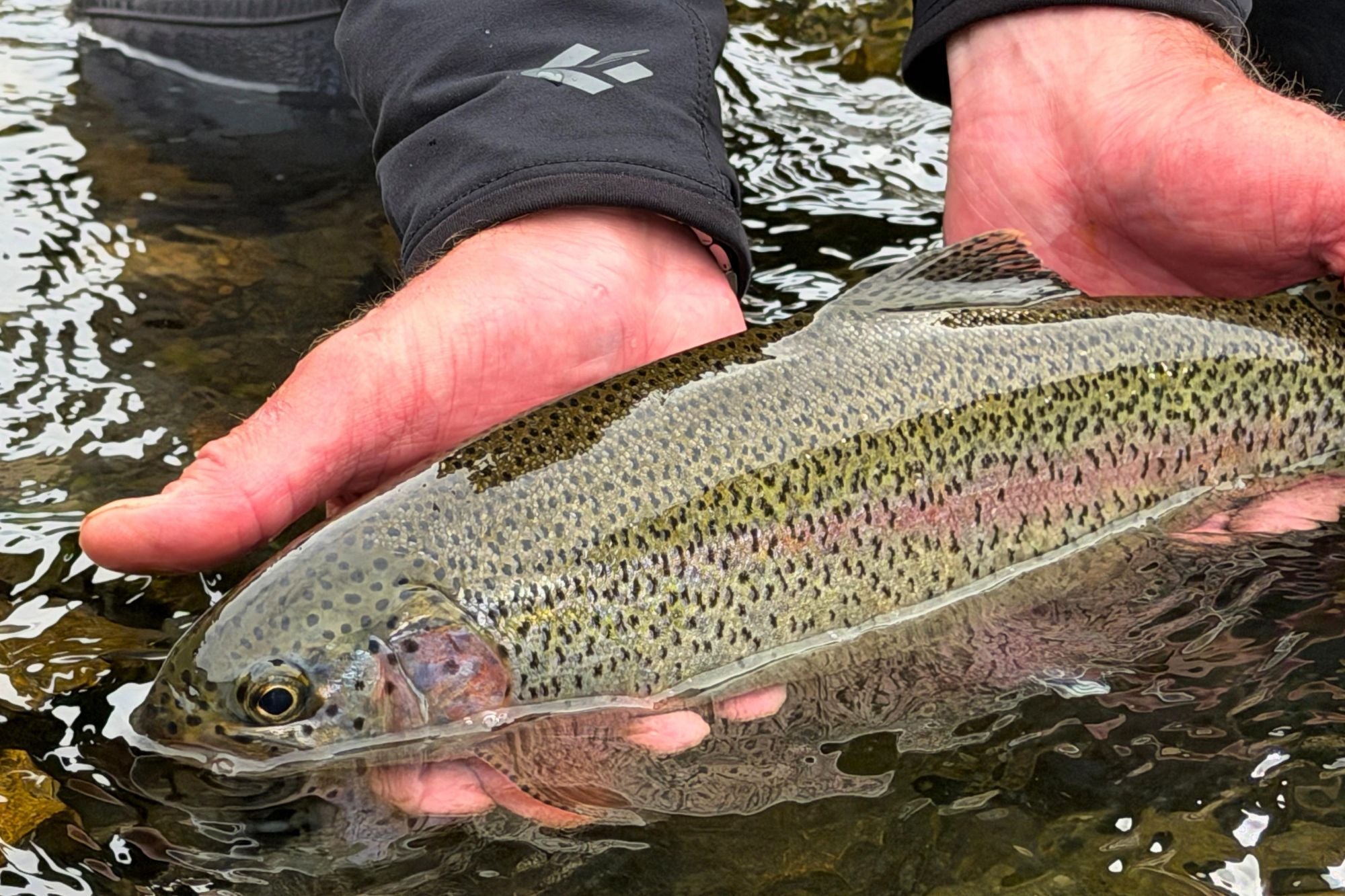 Yellowstone National Park Fishing Report - July 2, 2026