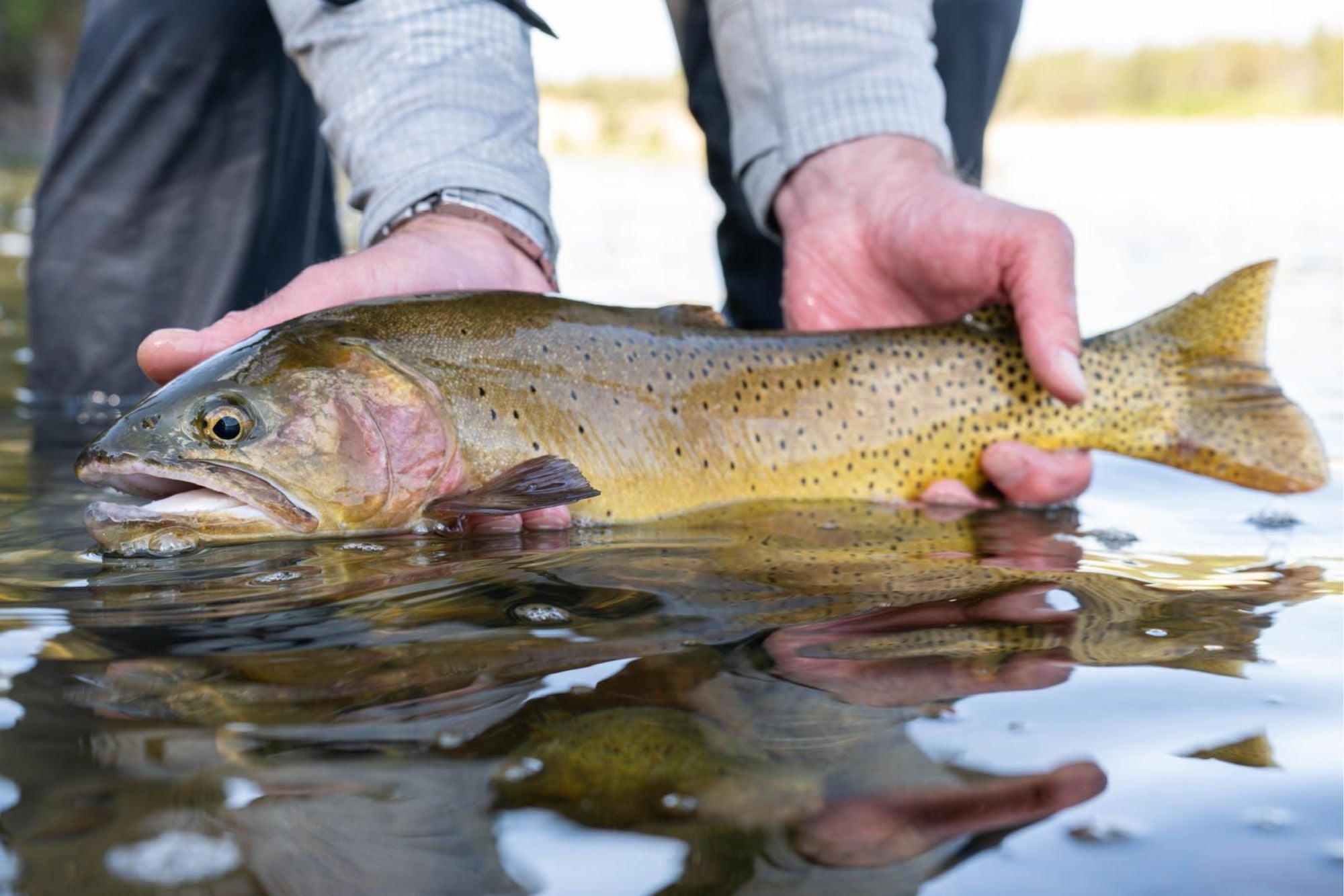 Yellowstone National Park Fishing Report - July 9, 2026