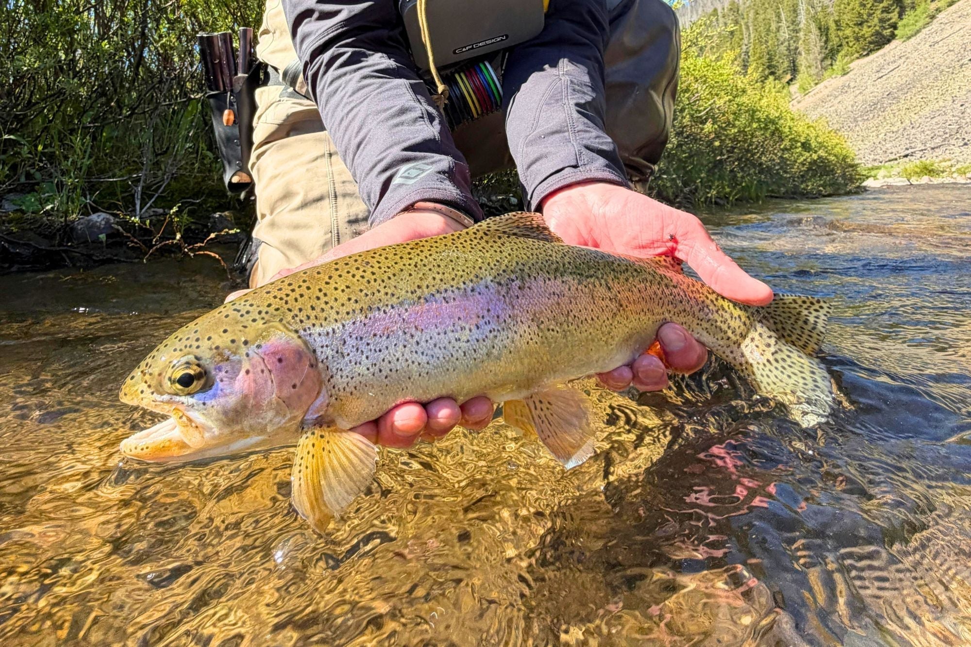 Yellowstone National Park Fishing Report - June 25, 2026