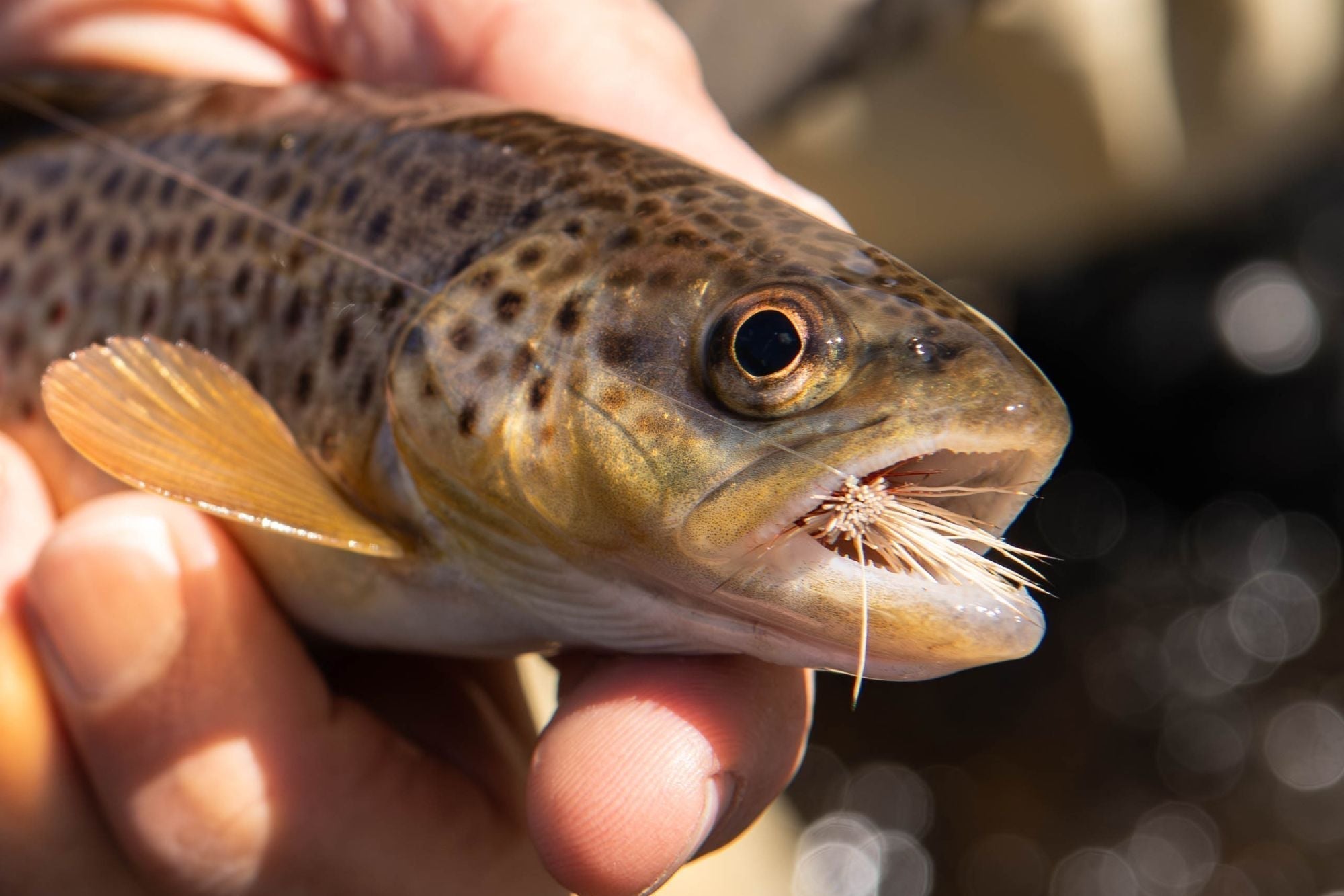 Yellowstone National Park Fishing Report - June 4, 2026