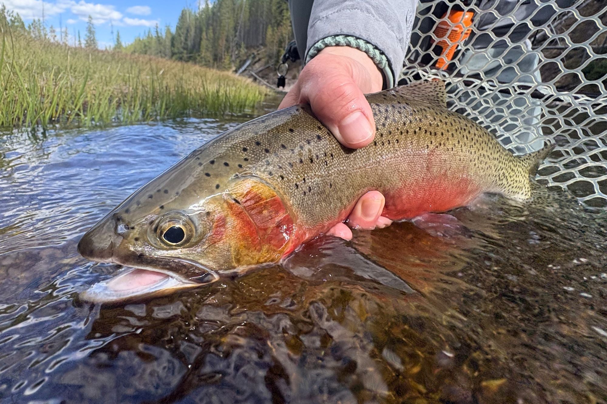 Yellowstone National Park Fishing Report - May 15, 2026