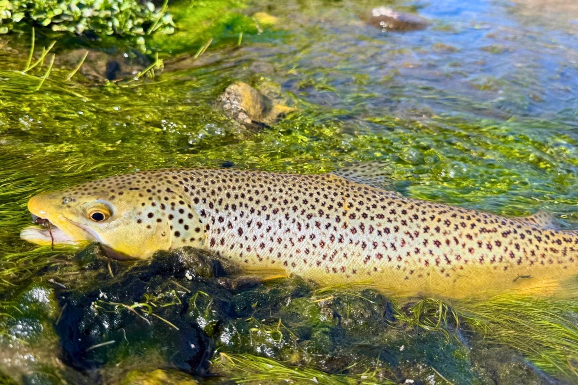 Henry's Fork Fishing Report - May 21, 2026