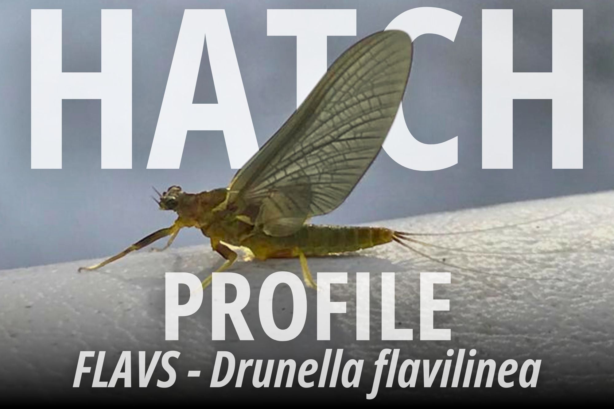 Hatch Profile - Flavs