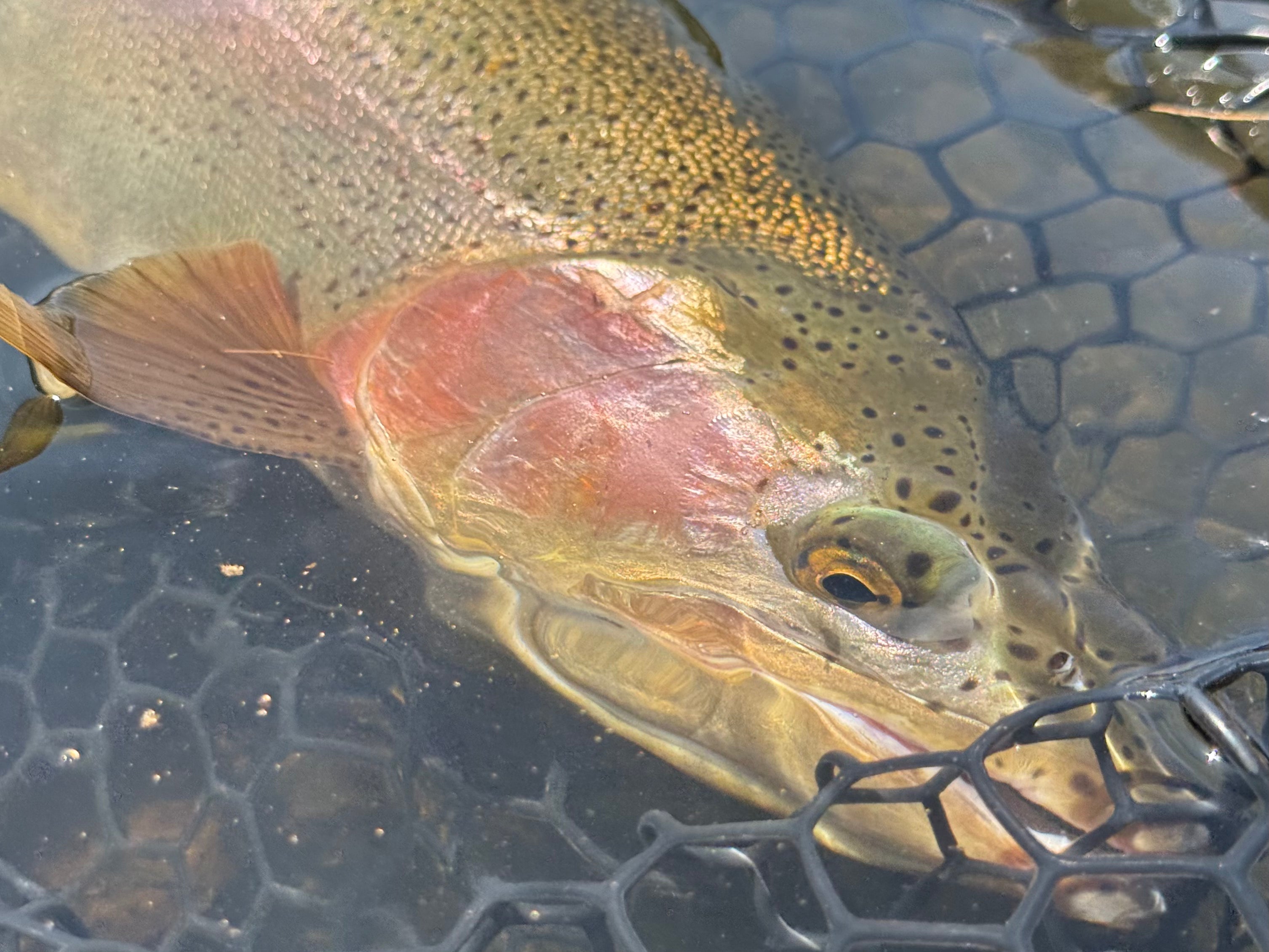 Henry's Fork Fishing Report - August 13, 2026