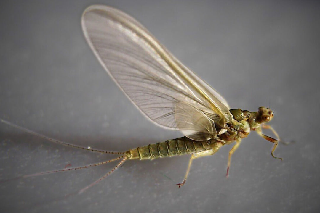 Pmd Bug Hatch Profile - Pale Morning Duns (PMD) – Big Sky Anglers