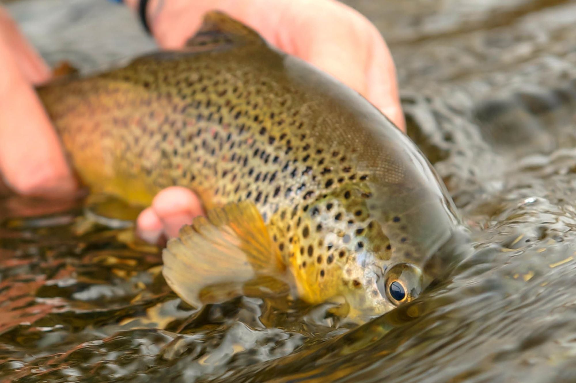 Madison River Report - May 25, 2023