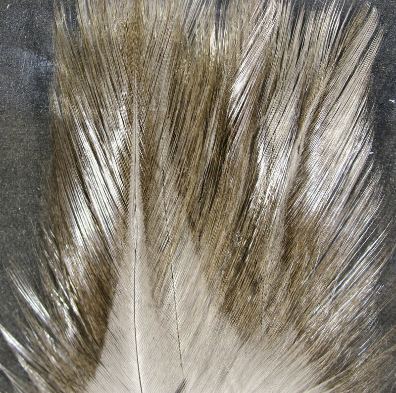 Hareline Coq De Leon