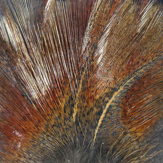 Hareline Coq De Leon