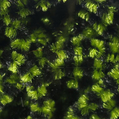 Hareline Fly Fish Food Small Stonefly Chenille