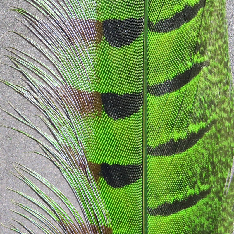 Hareline Ringneck Pheasant Tail Feathers
