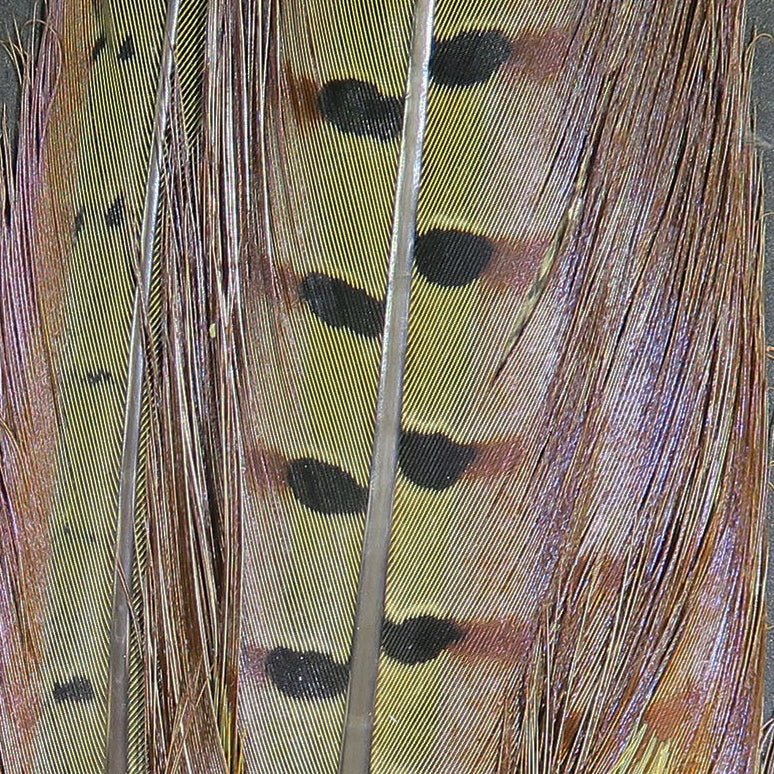 Hareline Ringneck Pheasant Tail Feathers