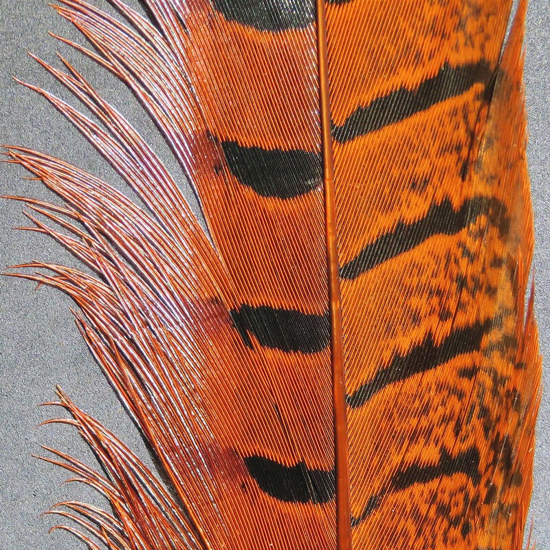 Hareline Ringneck Pheasant Tail Feathers