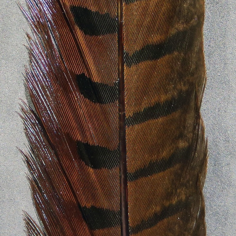 Hareline Ringneck Pheasant Tail Feathers