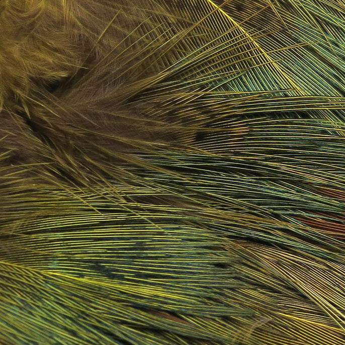 Hareline Strung Ringneck Pheasant Rump Feathers