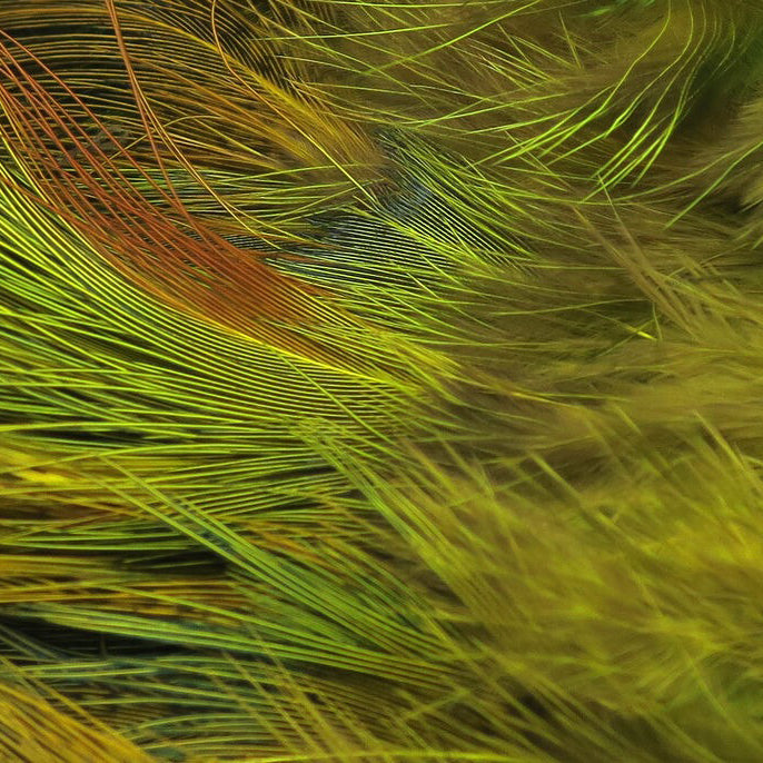 Hareline Strung Ringneck Pheasant Rump Feathers