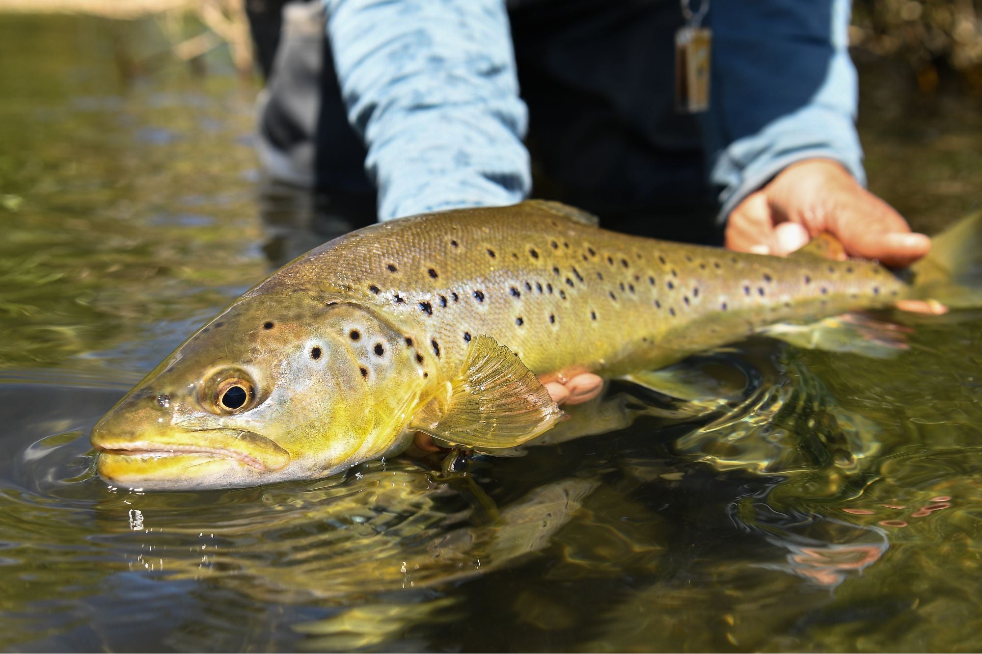 Patagonia Nomads Custom Fly Assortments